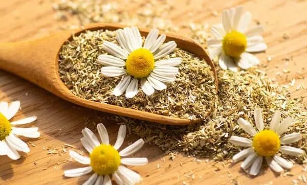 قیمت خرید گیاه دارویی بابونه + خواص، معایب و مزایا