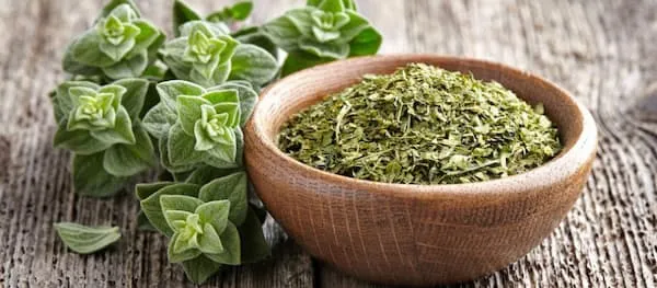 گیاه دارویی ارگانو + قیمت خرید، کاربرد، مصارف و خواص