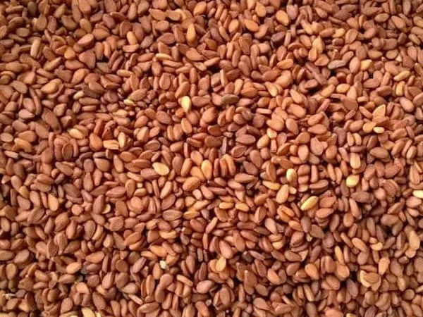 خرید گیاه دارویی کنجد قهوه ای + بهترین قیمت