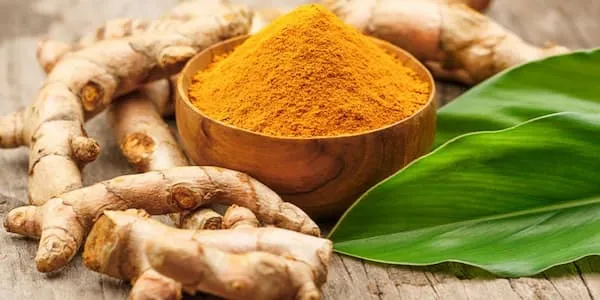 قیمت خرید گیاهان دارویی زردچوبه + خواص، معایب و مزایا