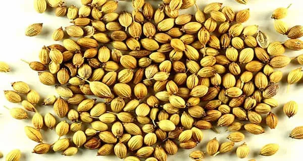 خرید گیاه دارویی ترنجبین + بهترین قیمت