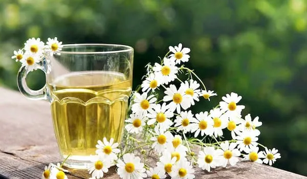 قیمت خرید گیاه دارویی بابونه + خواص، معایب و مزایا